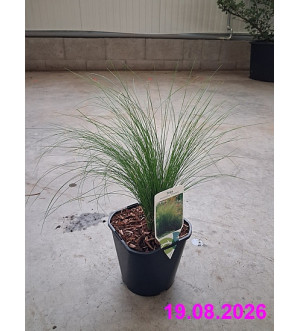 Stipa tenuissima 'Pony Tails' C 2 L